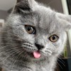 ส่งต่อ แมว สายพันธุ์ British และ scottish shorthair