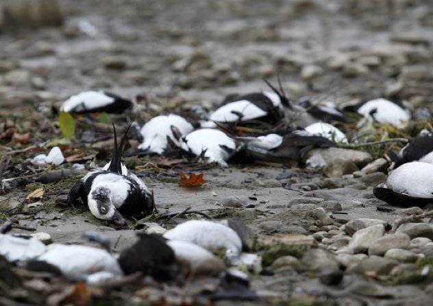 6 Hal Aneh yang Pernah Terdampar di Pantai