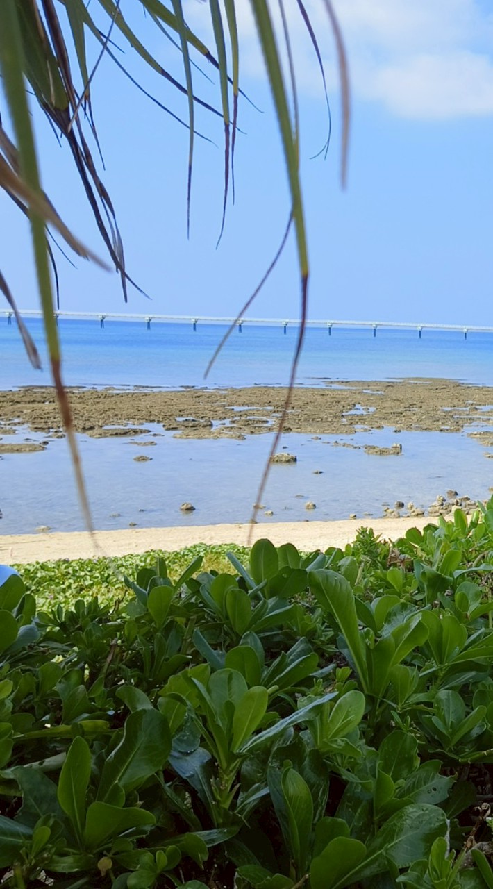 小陳匹克球歡樂團