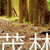 我是茂林人