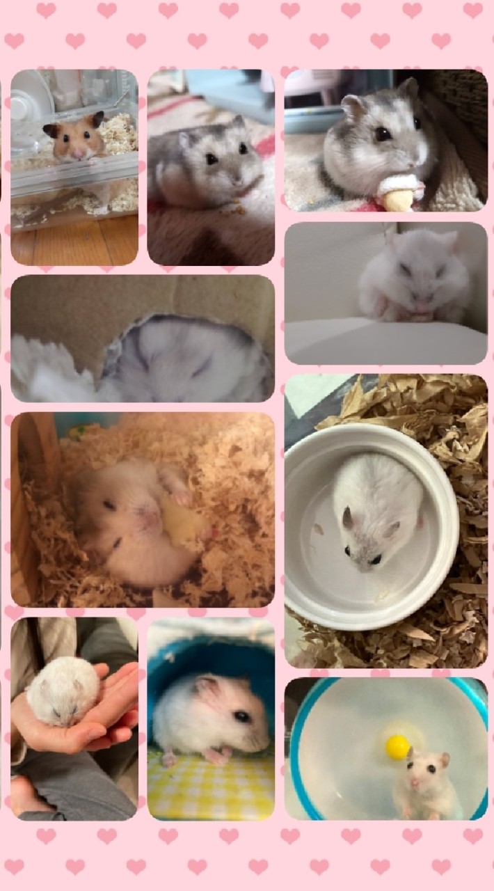 ハムスター＆うさぎ好き・飼っている人集まれ〜🐹🐰