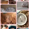 ハムスター＆うさぎ好き・飼っている人集まれ〜🐹🐰