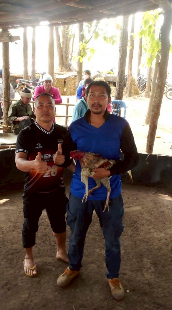 สวนลุงบู้  เกษตรกรผู้เพาะเลี้ยงไก่ชนที่ใช้งานได้จริงในสนาม