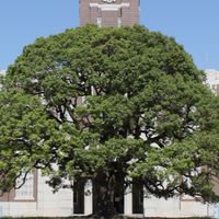京大志望・京大生用オプ