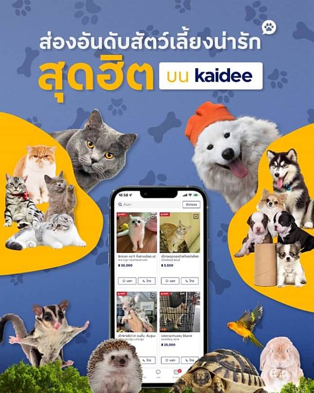 Pet Humanization' มาแรง ส่องสัตว์เลี้ยงยอดฮิตบนแพลตฟอร์ม Kaidee | The  Bangkok Insight | Line Today