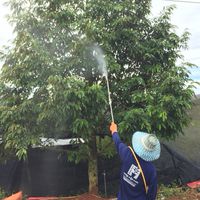 คนปลูกทุเรียนประเทศไทย