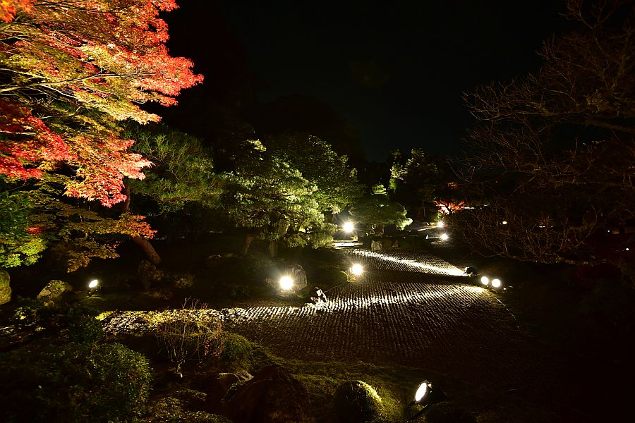 京都-知恩院-友禪苑夜楓