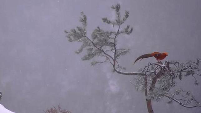 Burung Phoenix Merah Langka Terlihat Menikmati Salju Di China