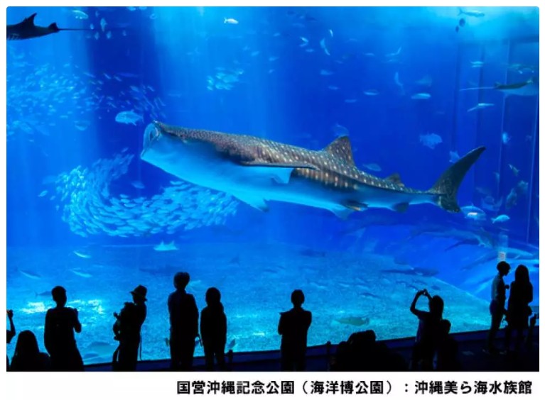 日本_沖繩_美ら海水族館_美麗海水族館_kkday_klook