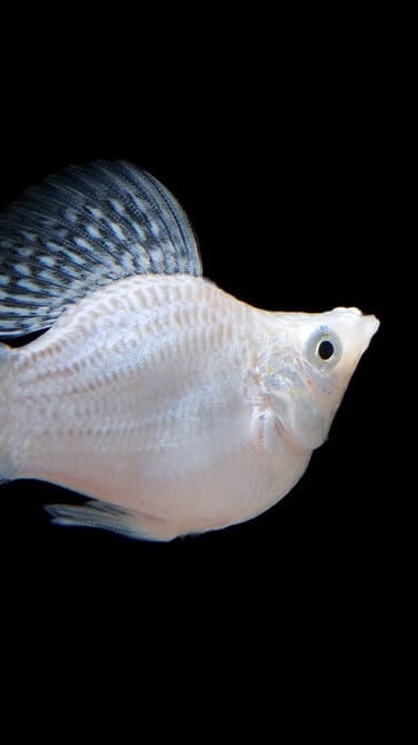 🐟PP ปลาสวยงามคัดเกรดราคาส่งจ้า🐠