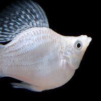 🐟PP ปลาสวยงามคัดเกรดราคาส่งจ้า🐠