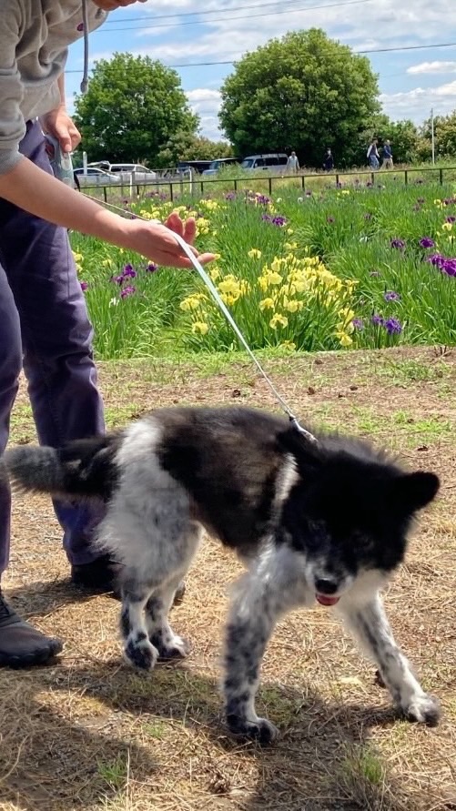 埼玉犬行田市迷子犬クウ捜索TEAM