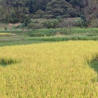 「楽歩の農業体験」ご案内 (長久手)