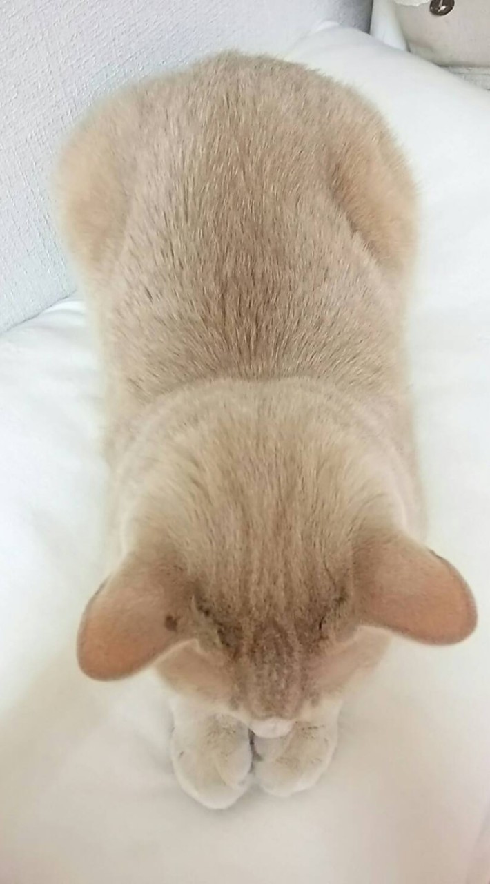 しろくまと愉快な仲間たち
