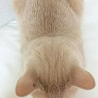 しろくまと愉快な仲間たち