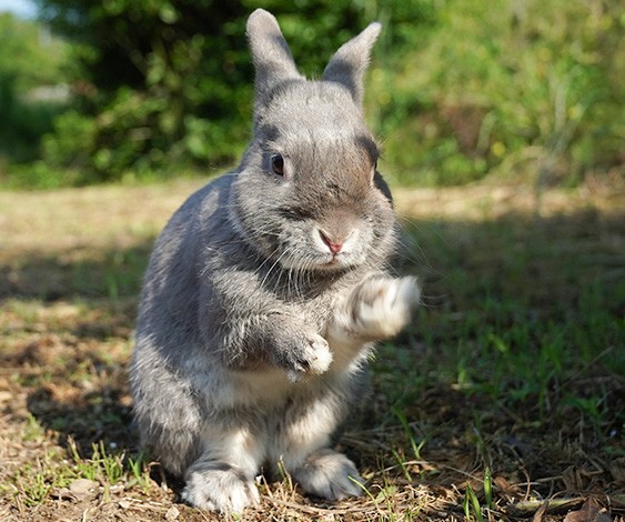 の た ブログ ふう うさぎ 新しい