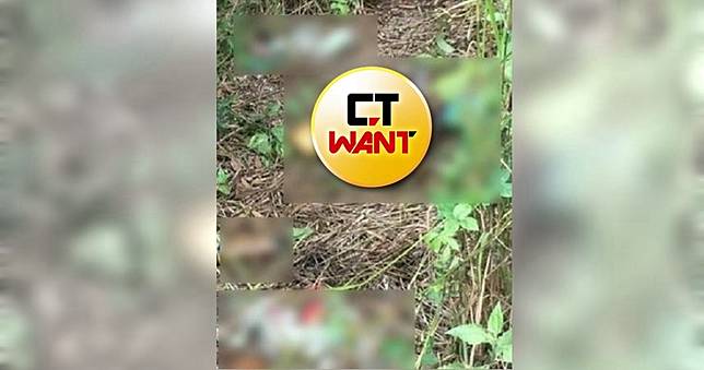 工人忍惡臭除草！　驚見「白蛆爬滿軀體」頭顱、屍塊四散