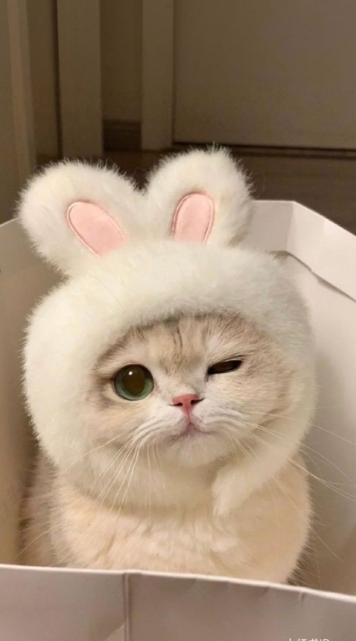 พรีออเดอร์ของกิน-ของใช้แมว🐈‍⬛🎀