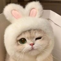 พรีออเดอร์ของกิน-ของใช้แมว🐈‍⬛🎀