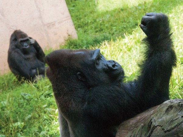7 Insiden Mengerikan di Kebun Binatang