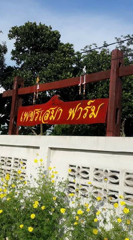เพชรเสมา ผอ.จักรี