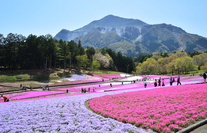 埼玉羊山公園