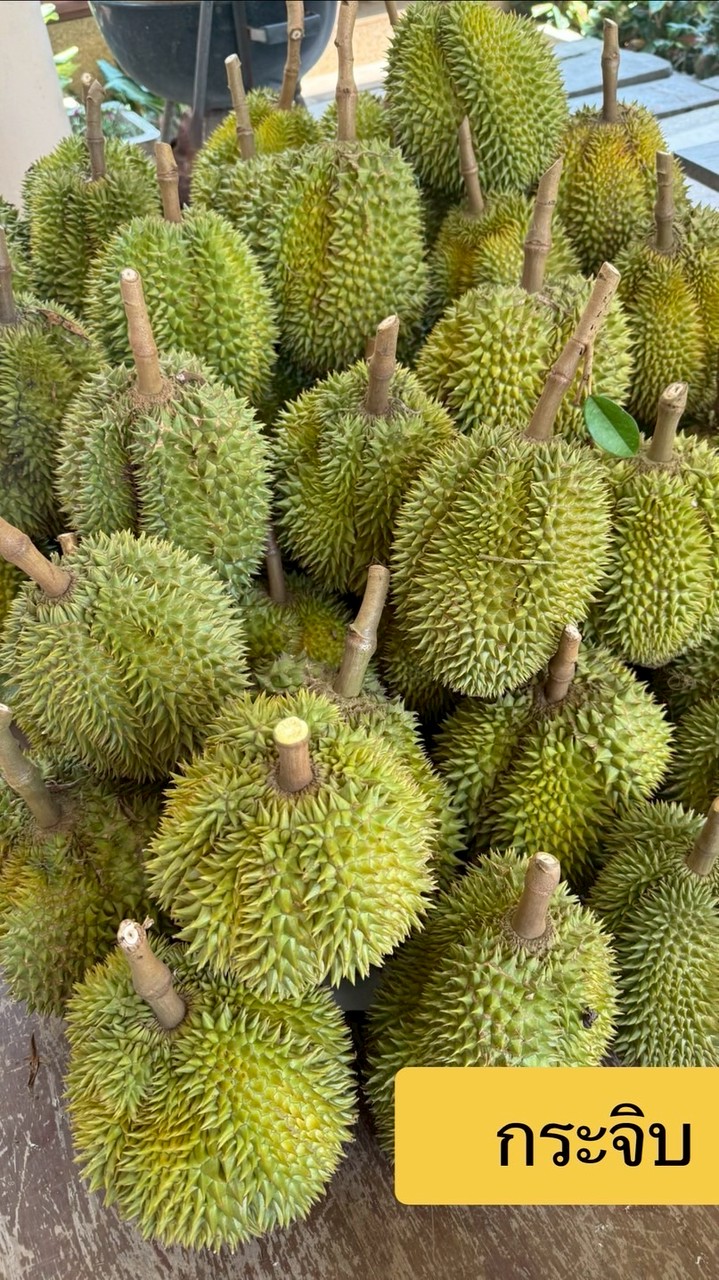 ผลไม้ ทุเรียน ไร่คุณวรพล