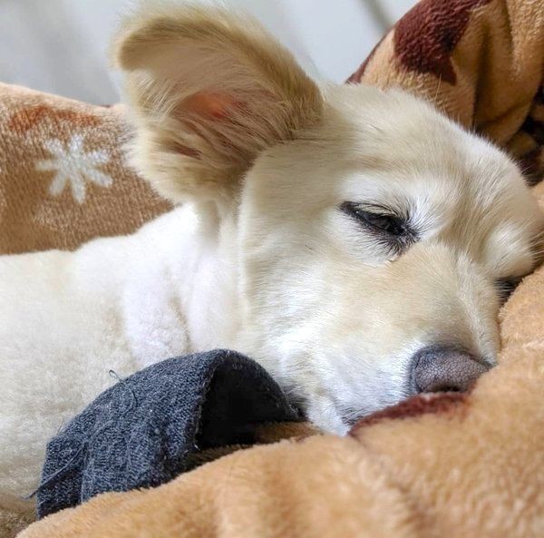 話題の 靴下大好き犬 大集合 犬が靴下に執着する理由は