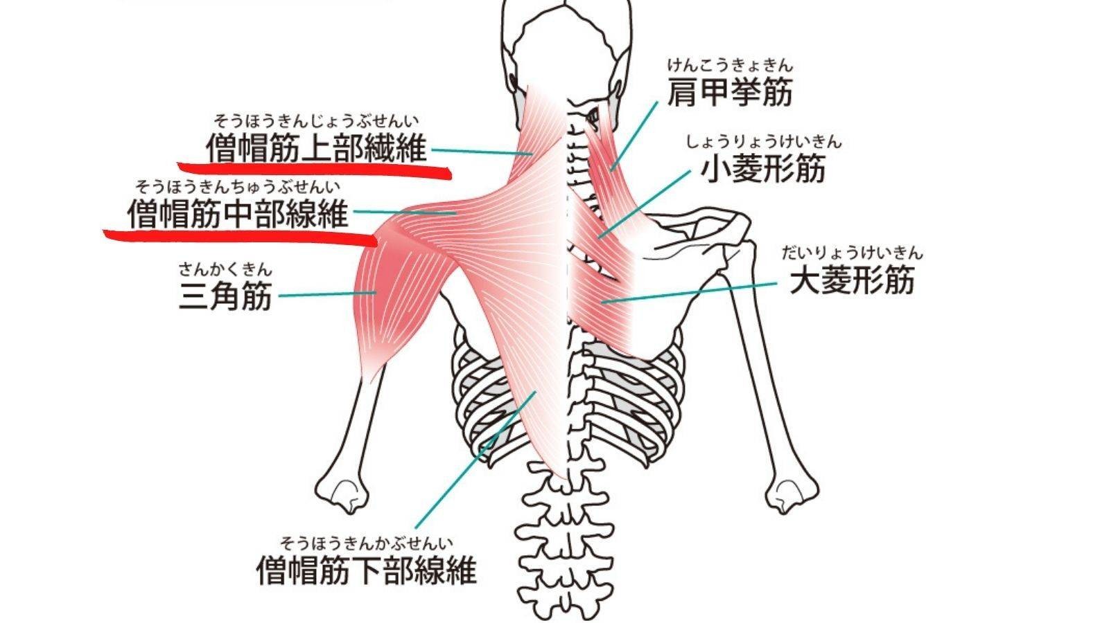 背中のハミ肉撃退 隙間時間にできる広背筋 僧帽筋 脊柱起立筋に効く タオルを使った 背中トレ ヨガジャーナルオンライン