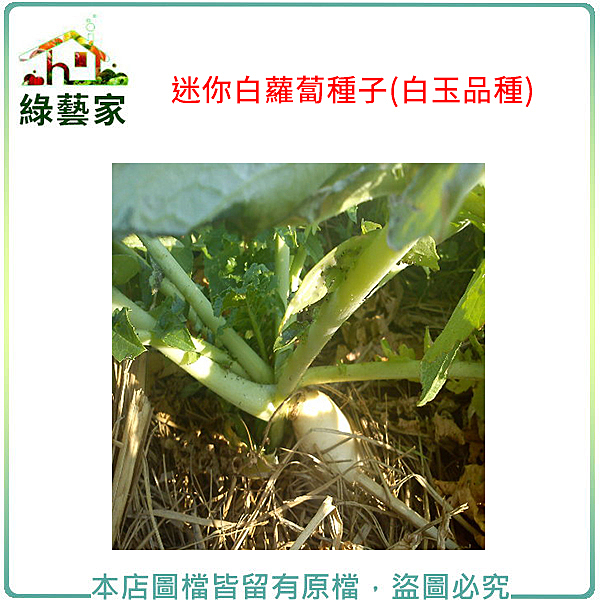 種植月份:4~11月 包裝數量:50克(約3400顆) 產地:台灣
