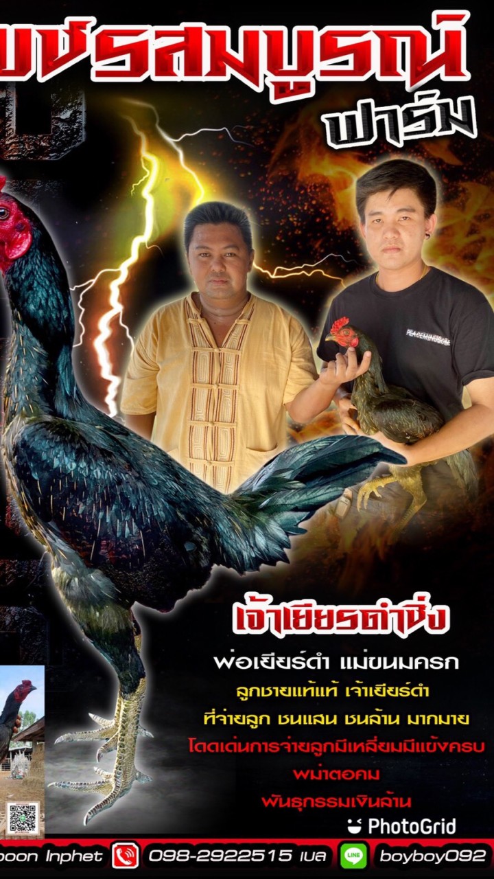 กลุ่มเบอร์ไก่ เพรชรสมบูรณ์ฟาร์ม ส.สมีสุวรรณ100