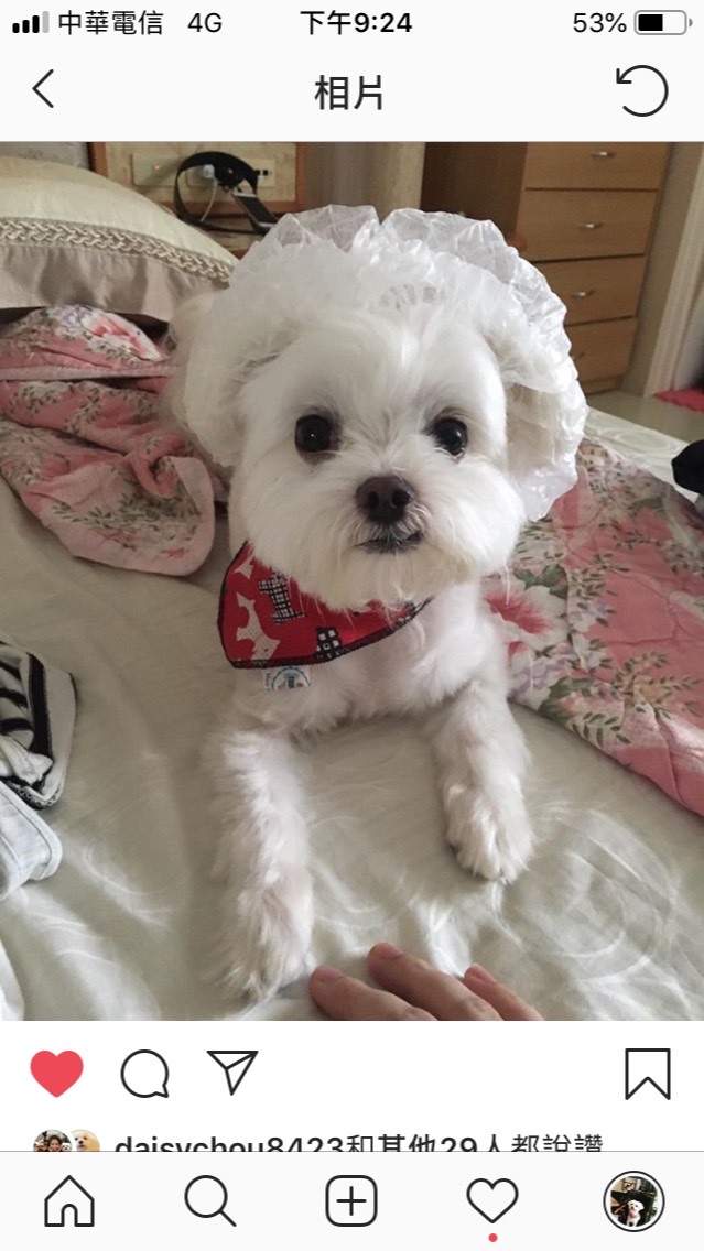 桃竹苗小型犬俱樂部