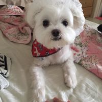 桃竹苗小型犬俱樂部