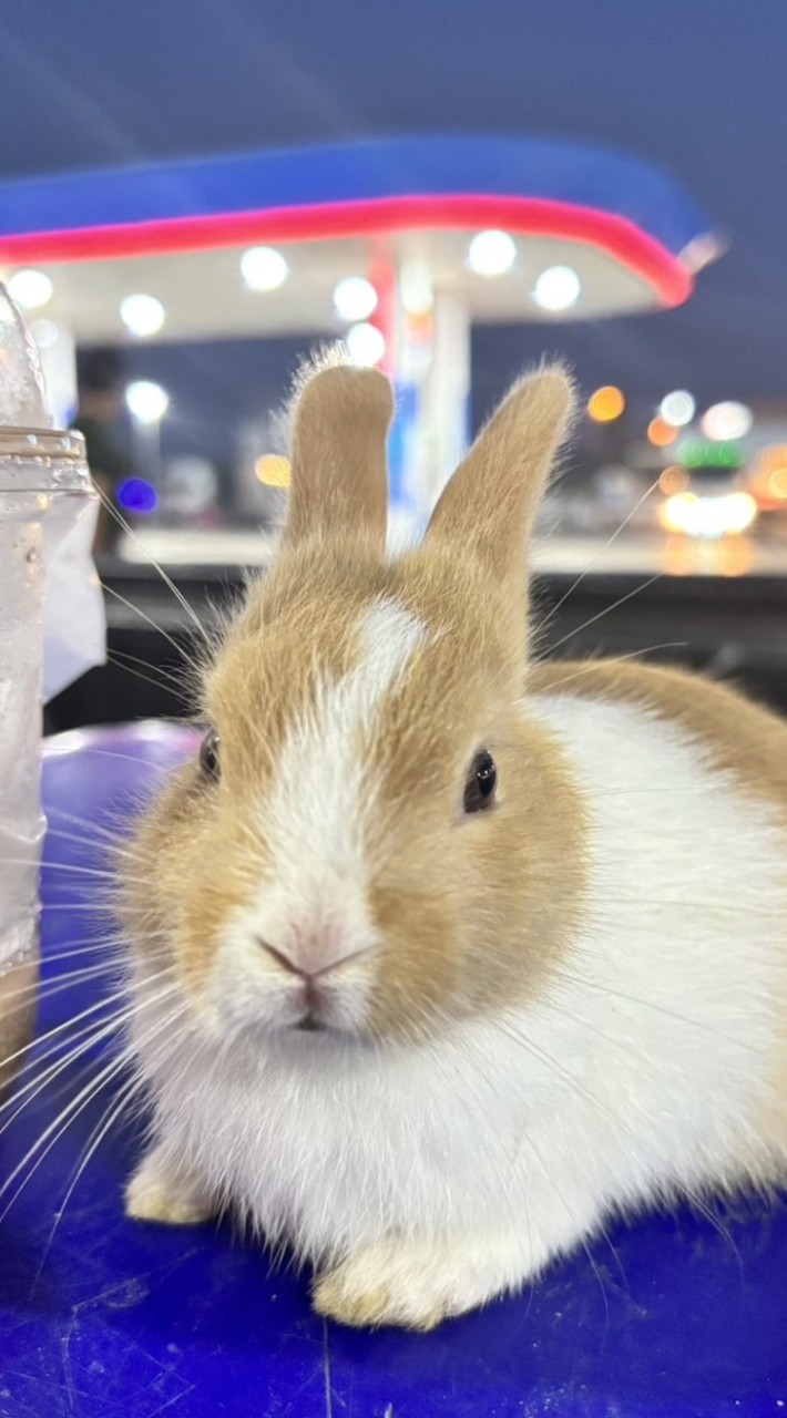cream shops🛍️🐰