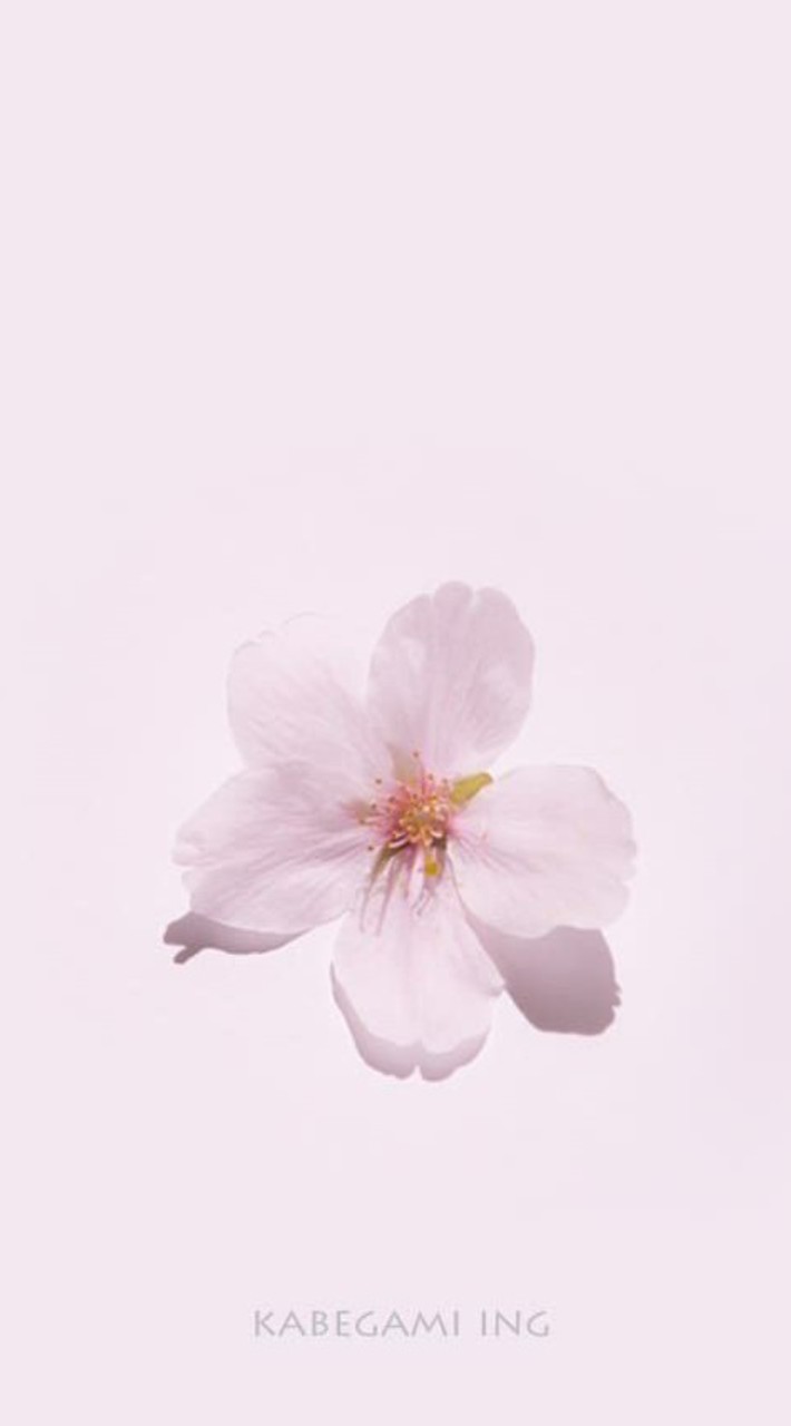 日本女子大学2026年度入学