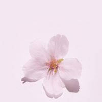 日本女子大学【2026年度入学】