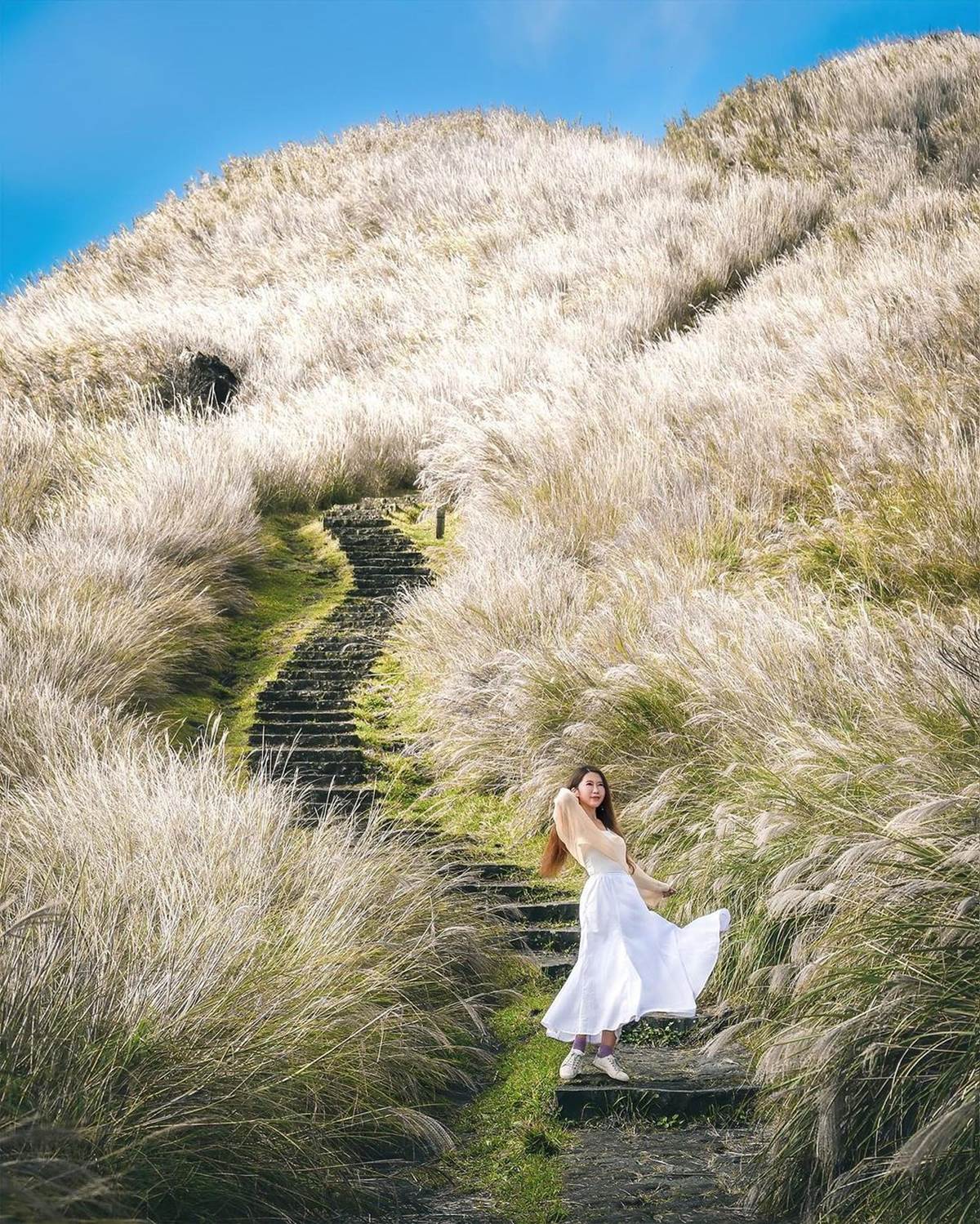 錯過等明年！秋限定雙北４處「芒草步道」：陽明山S型雪白祕境、台版小長城