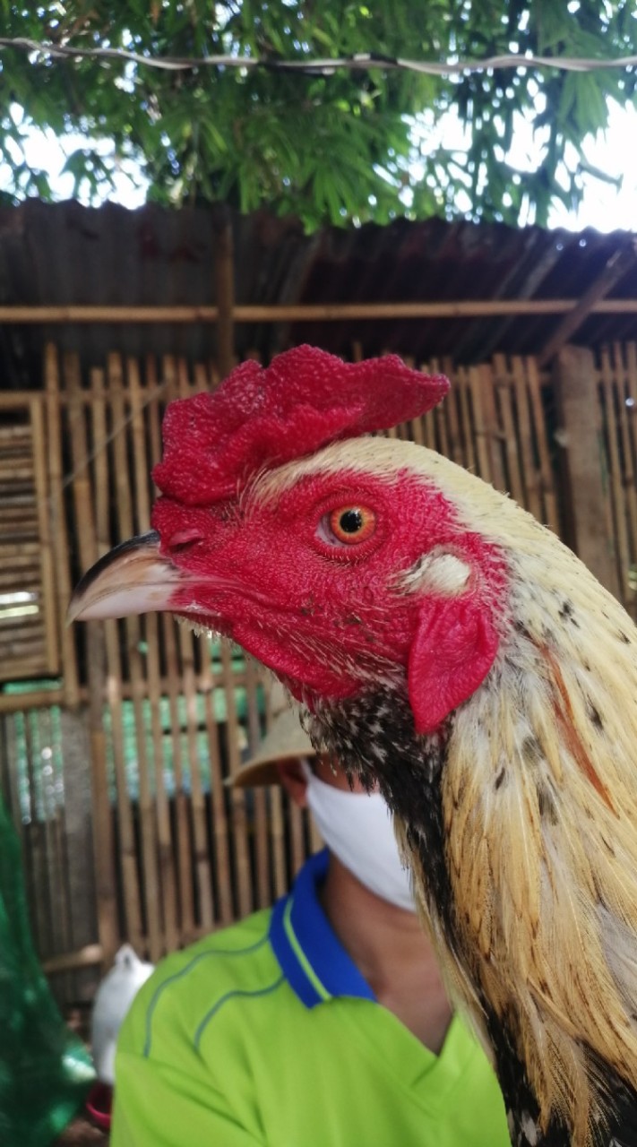 กลุ่มประมูลไก่​ชน และ​ แจกไก่ชน​ สายเลือดเงินล้าน