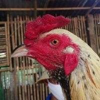 กลุ่มประมูลไก่​ชน และ​ แจกไก่ชน​ สายเลือดเงินล้าน