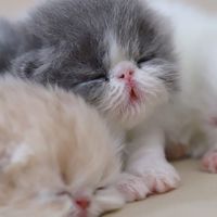 I Meaw You เม้าท์มอย สอบถาม หาความรู้ ฝากร้าน ได้หมดจ้า