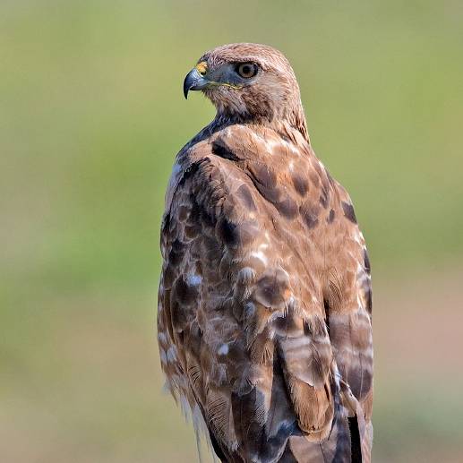 Hawk Eagle Falcon 這三種鷹有什麼不同 Knowing Line Today