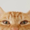 主にブレロだけどフォートナイトならなんでもありオプ〜！！