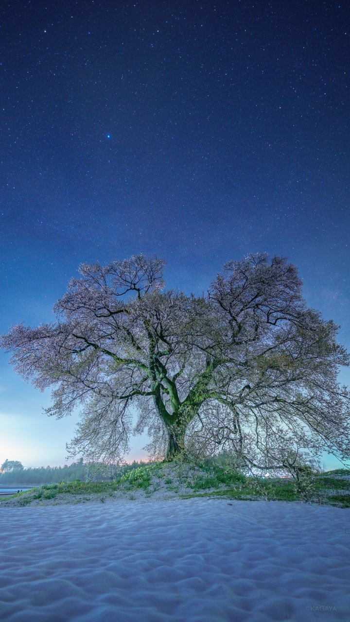 OpenChat 連詩部屋「桜花」