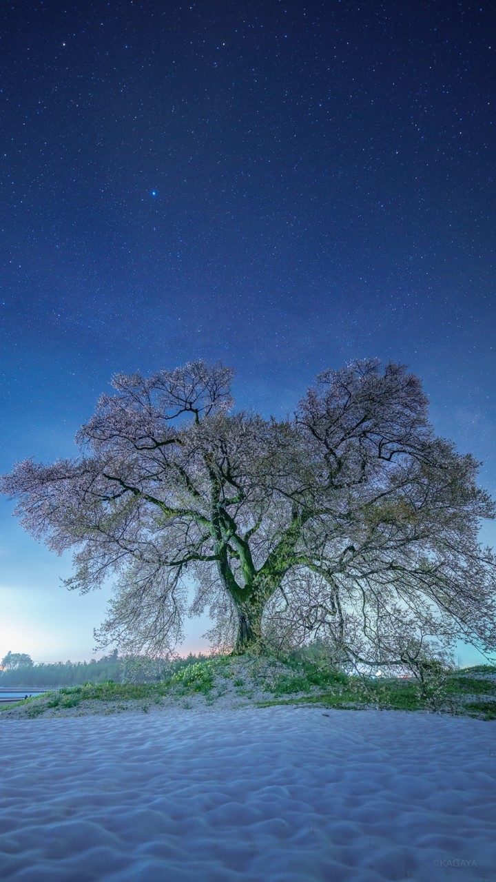 連詩部屋「桜花」のオープンチャット