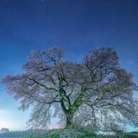 連詩部屋「桜花」