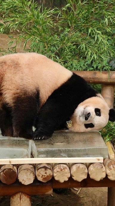 福寶聊熊貓🐼