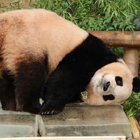福寶聊熊貓🐼