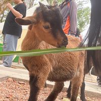 公主購物中心X日本代購區
