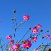 ［関東］神社仏閣・御朱印について語ろう☆