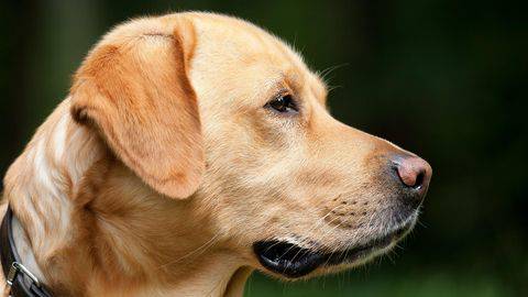 Selamatkan Bayi Anjing Di Thailand Dianggap Pahlawan